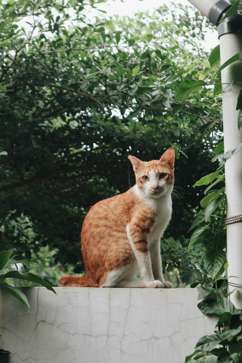 a cat sitting on a ledge