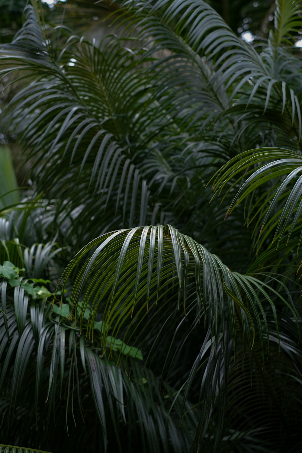 a close up of a plant