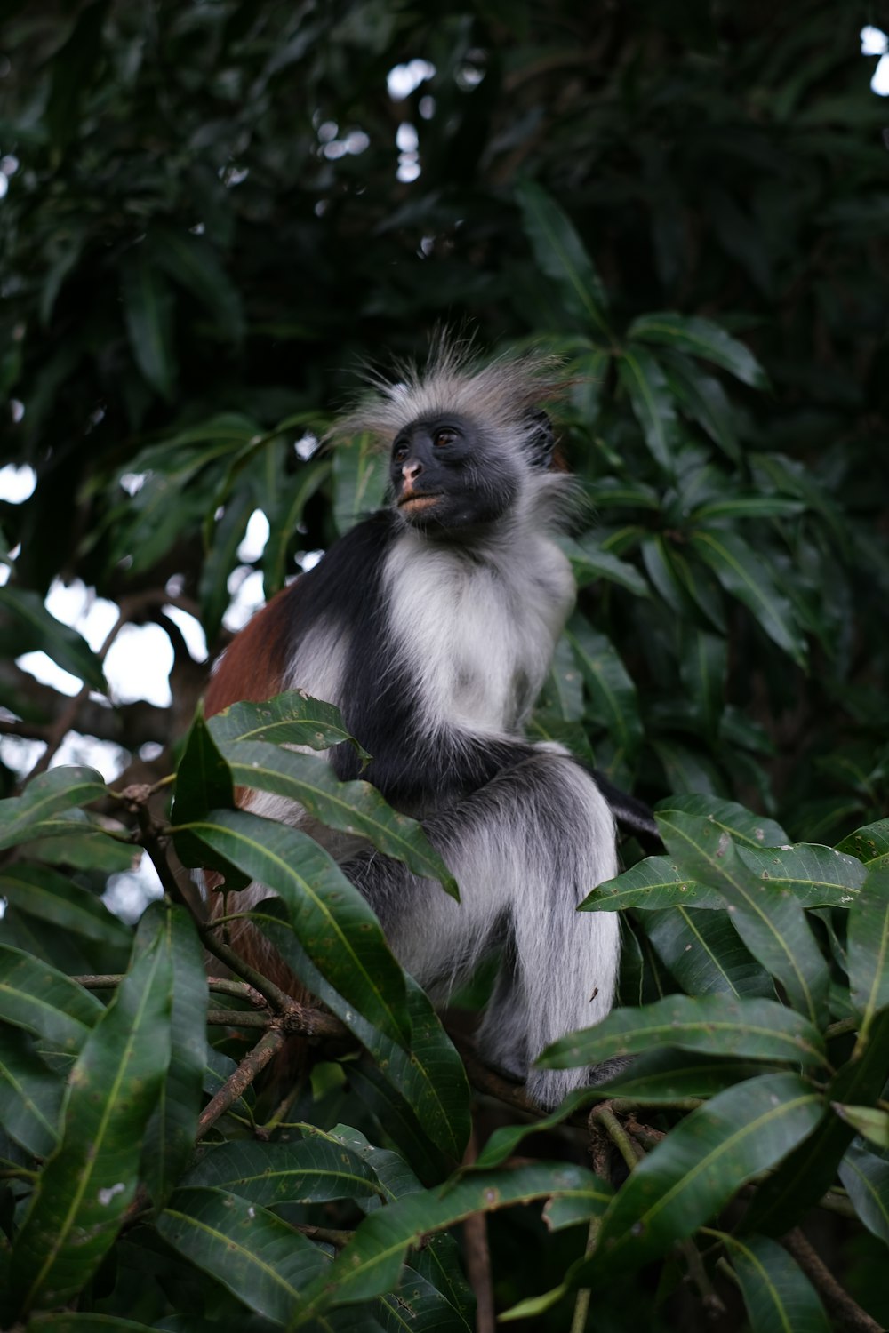 a monkey sitting on a branch