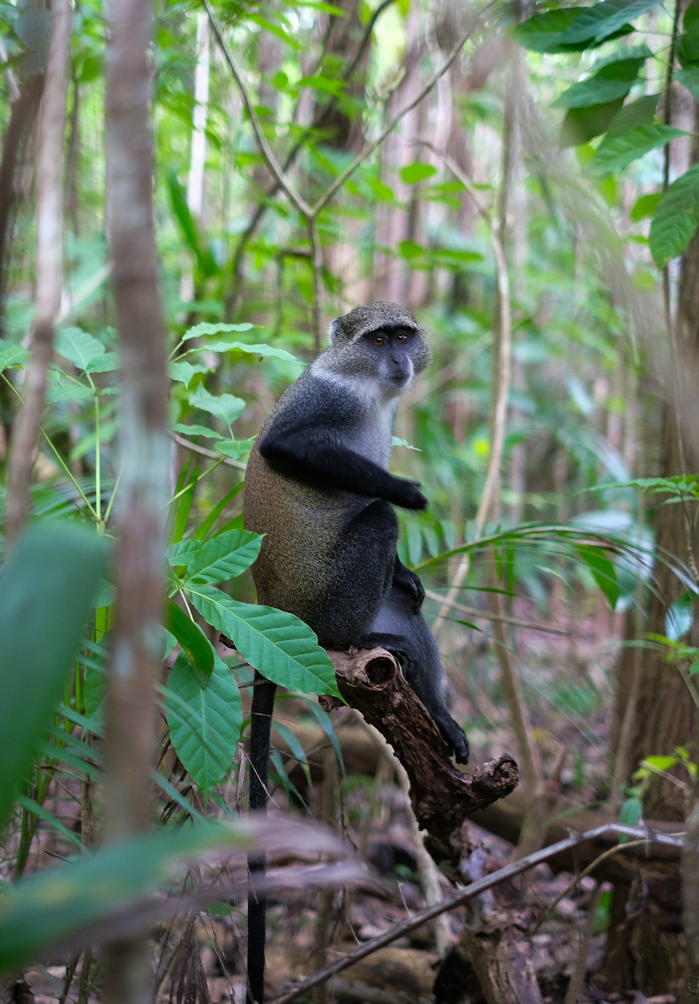 a monkey in a tree