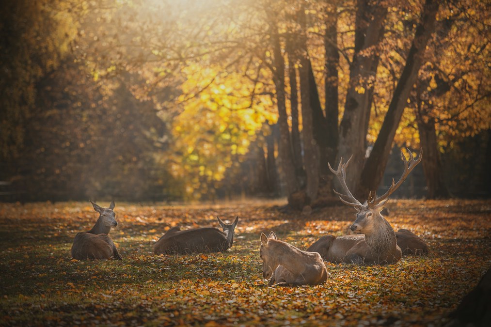 Des cerfs et des biches couchés sur un tapis de feuilles mortes, sous des arbres aux couleurs d’automne