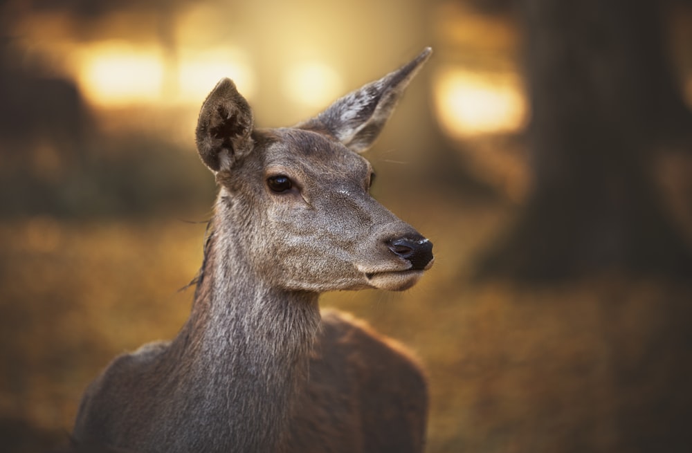 a deer looking at the camera