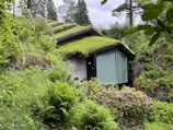 A modern house embedded into a hillside, featuring a green roof covered with grass. The structure blends seamlessly into the lush surrounding landscape, which is dense with ferns and other greenery. A large window is visible on the front, and vibrant purple flowers add a pop of color to the scene.