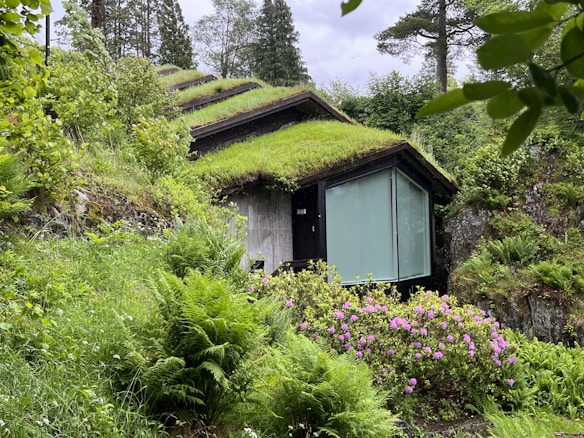 A modern house embedded into a hillside, featuring a green roof covered with grass. The structure blends seamlessly into the lush surrounding landscape, which is dense with ferns and other greenery. A large window is visible on the front, and vibrant purple flowers add a pop of color to the scene.