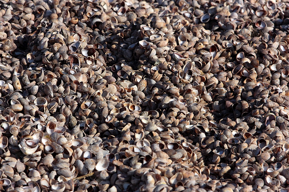 a large group of small rocks