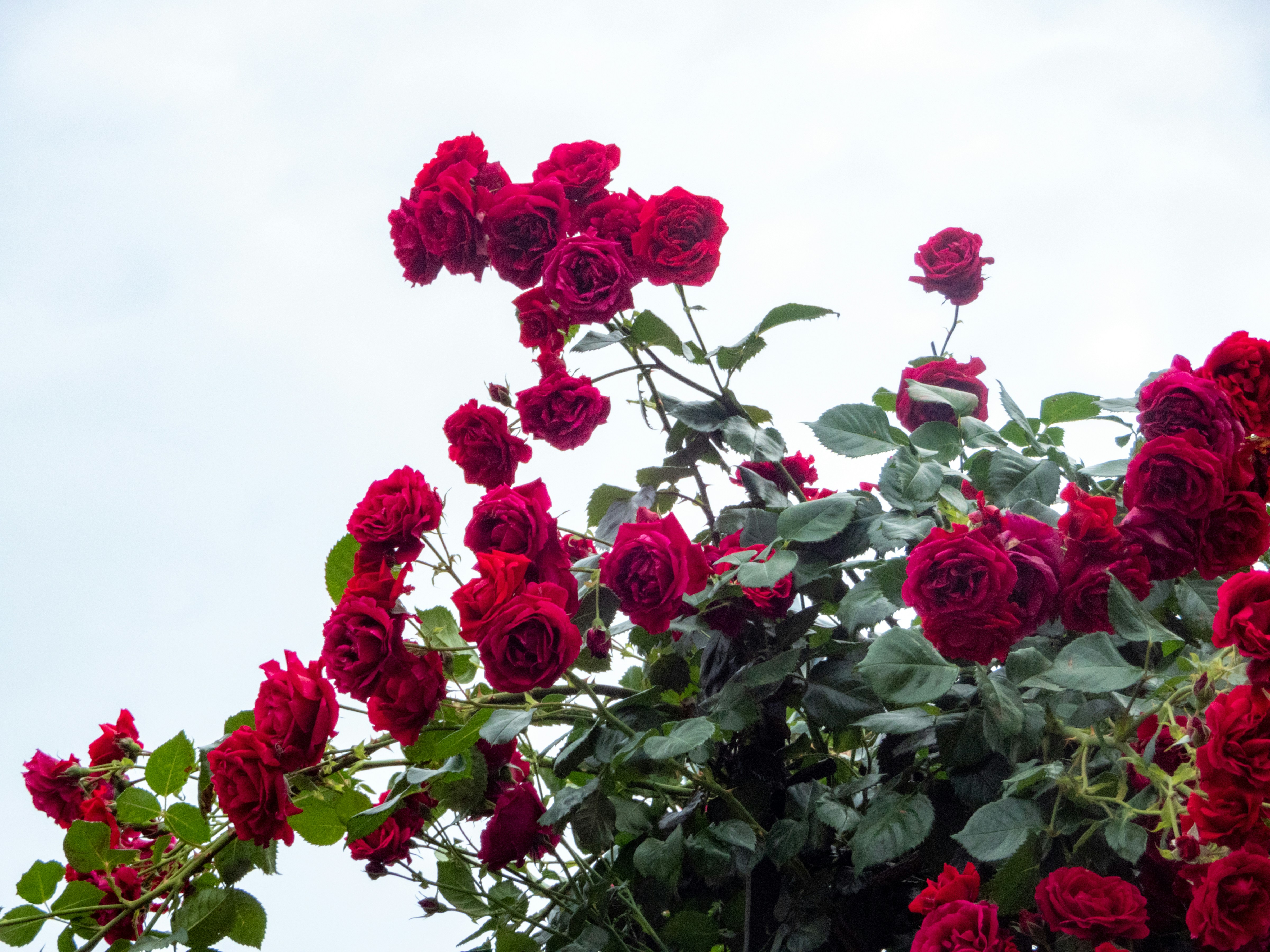 Photo by heppoko_yama