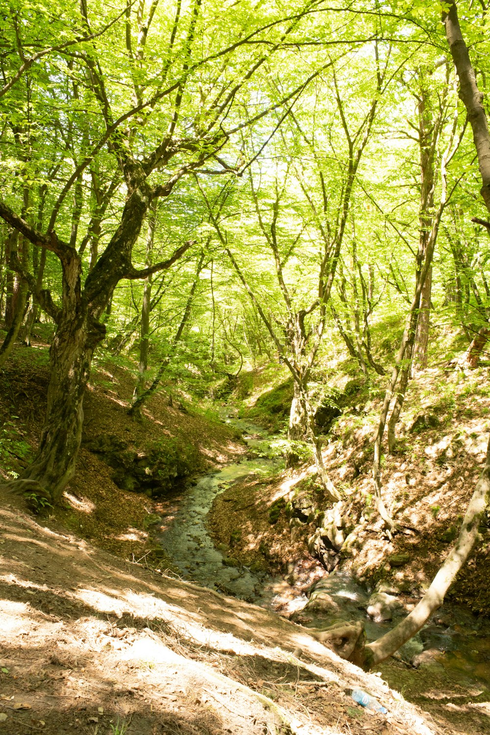 a dirt path through a forest