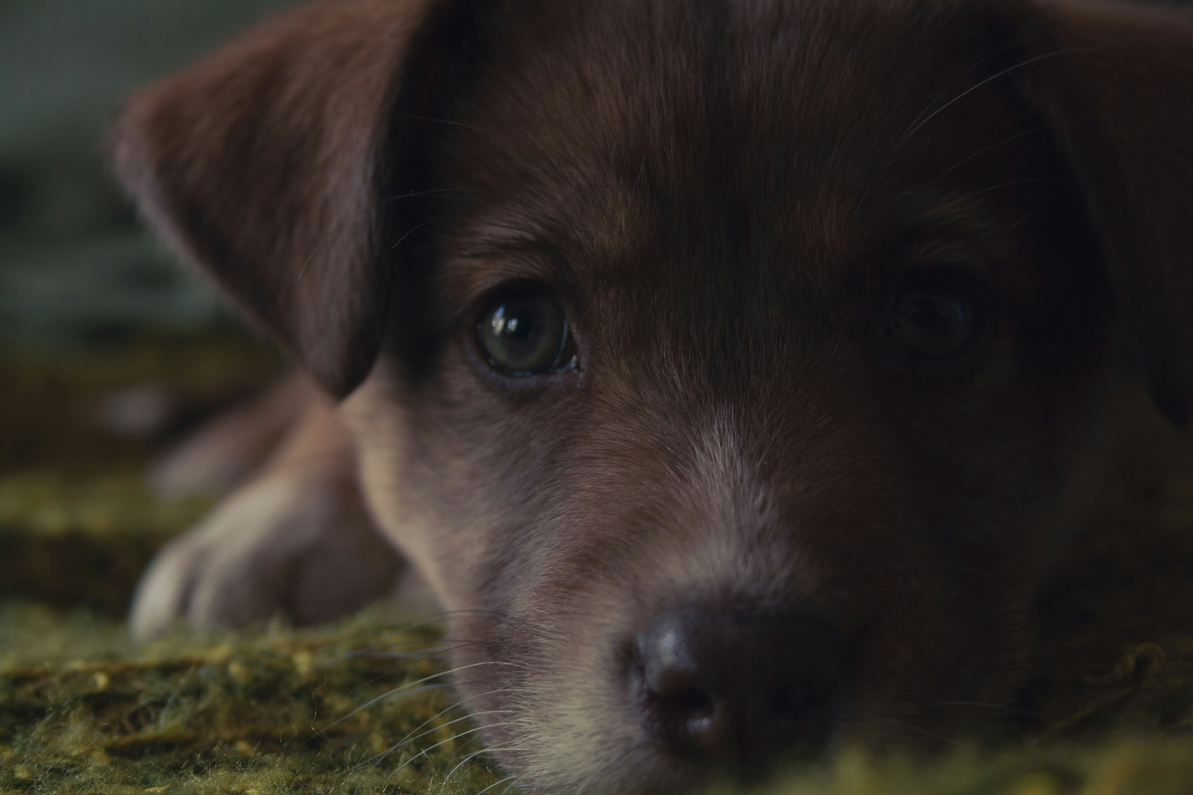 Stephanotis Vine: The Secrets to Thriving