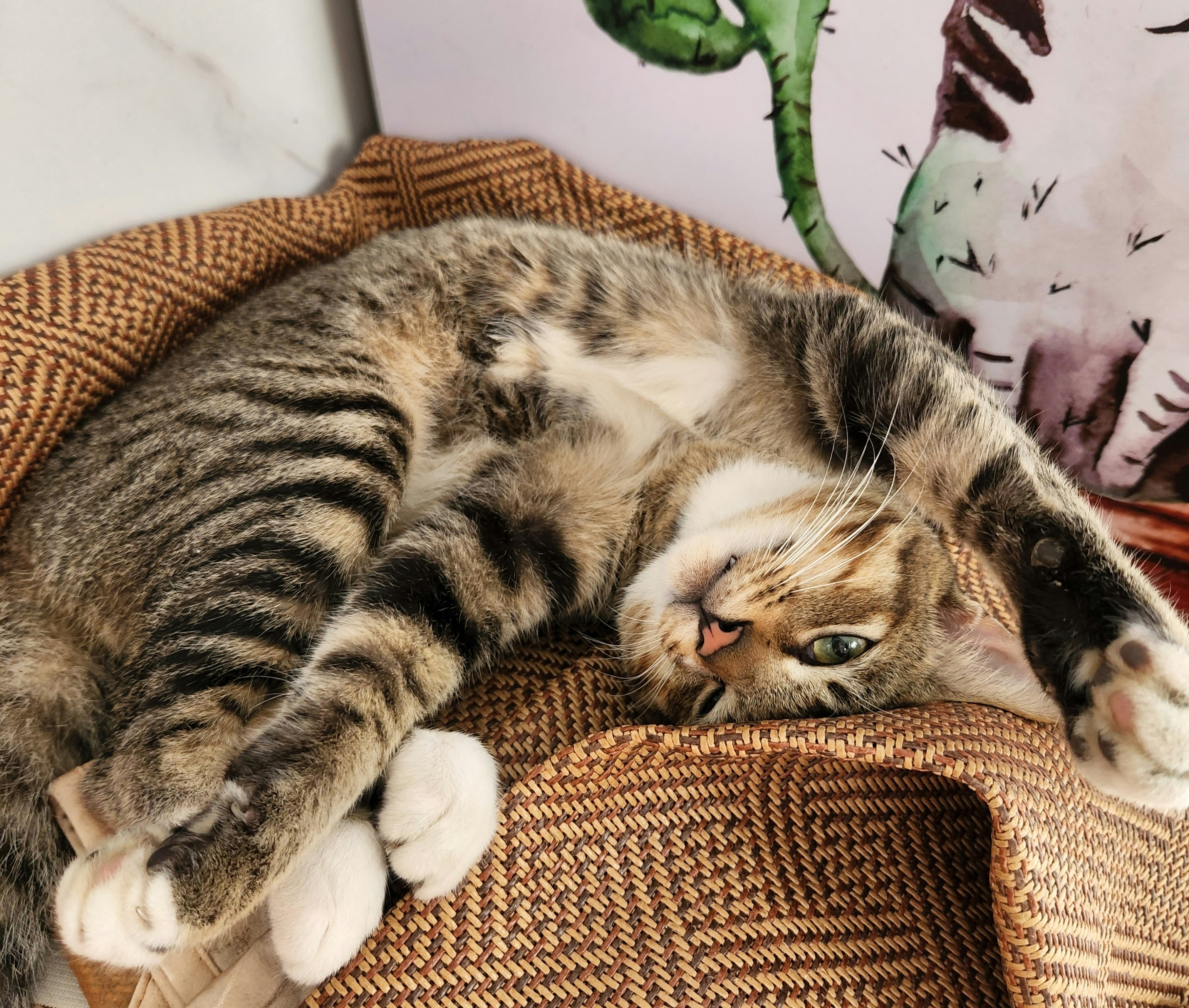 a cat lying in a basket