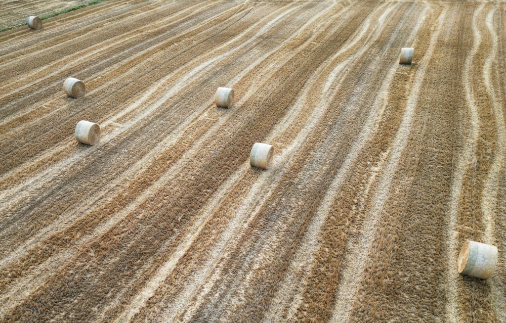 a field of crops