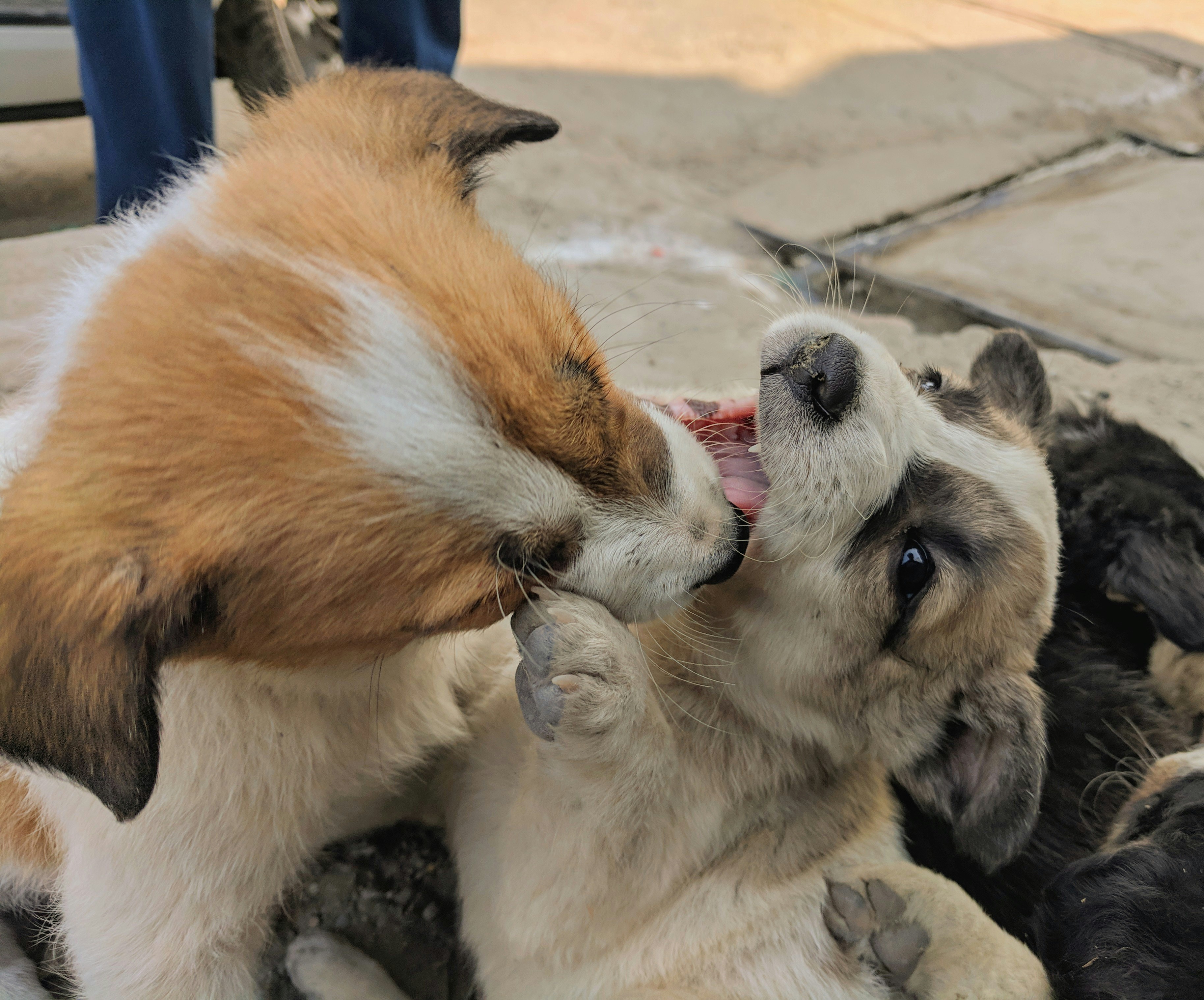 How to Stop Puppy Biting: What Actually Works