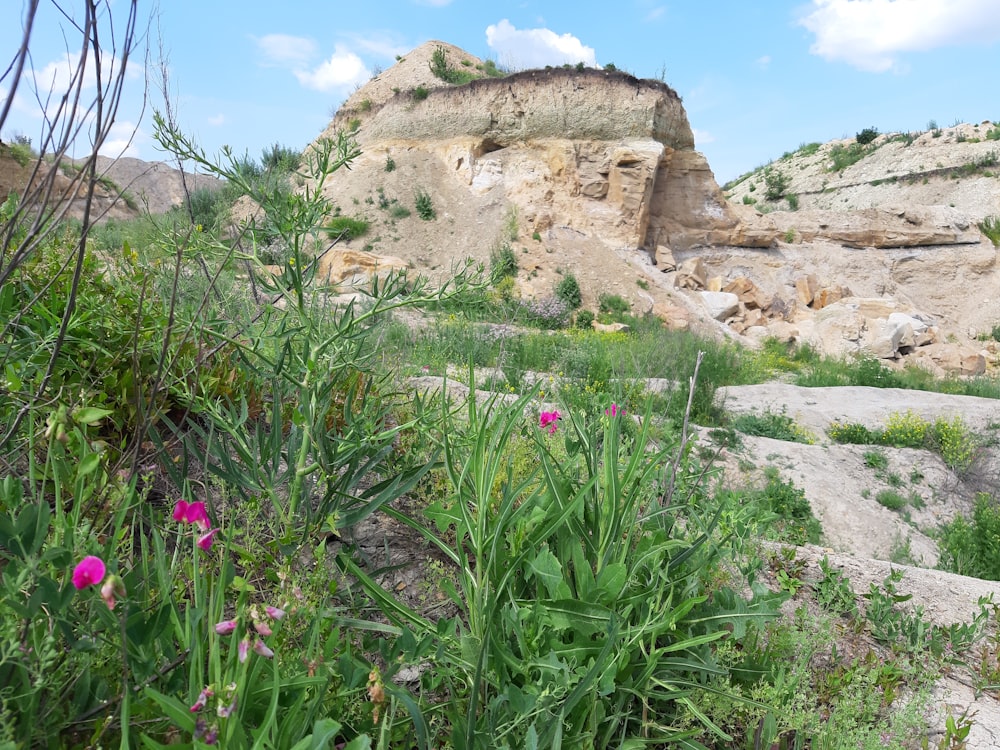 a rocky mountain with flowers