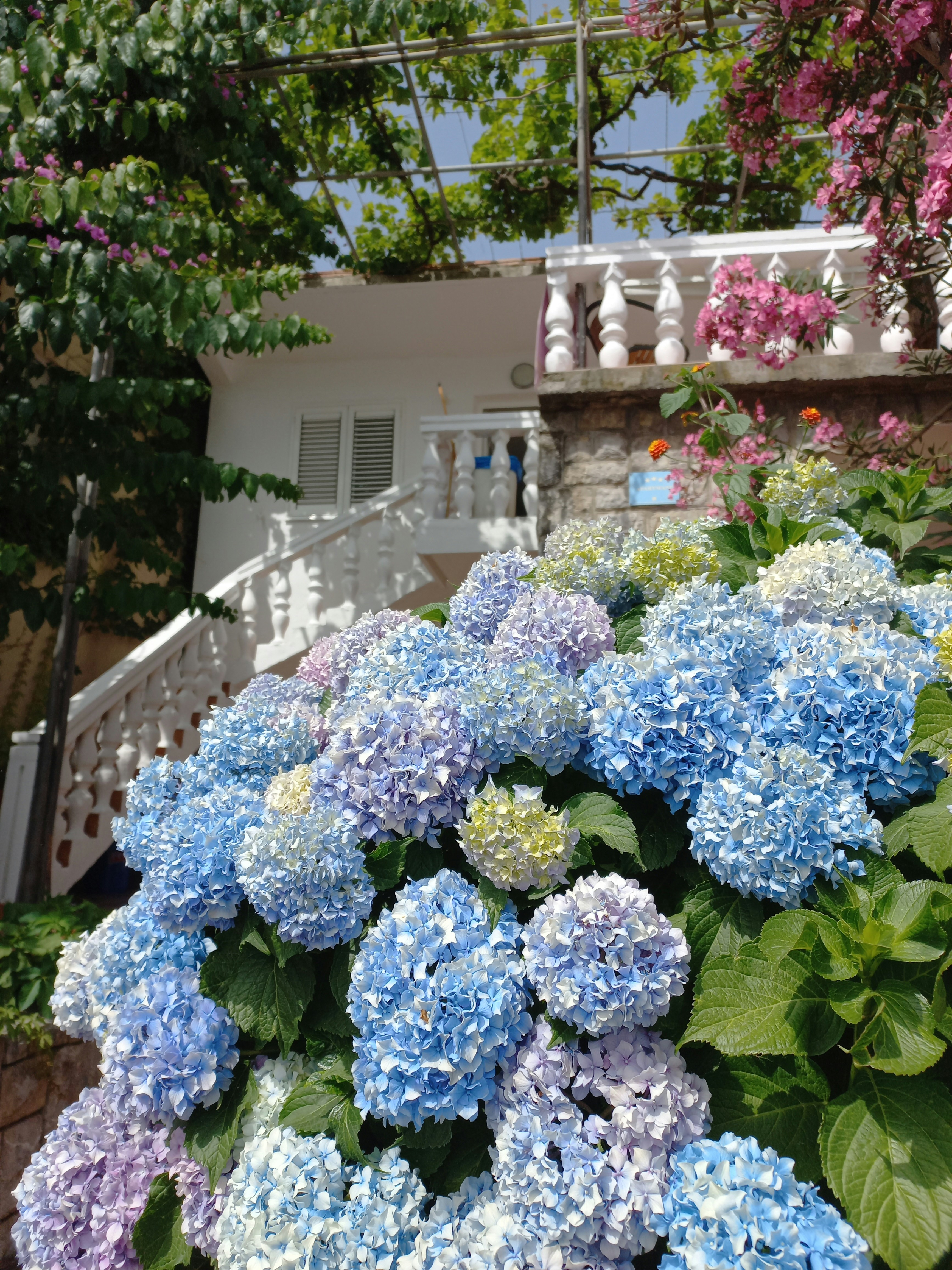 a garden with flowers
