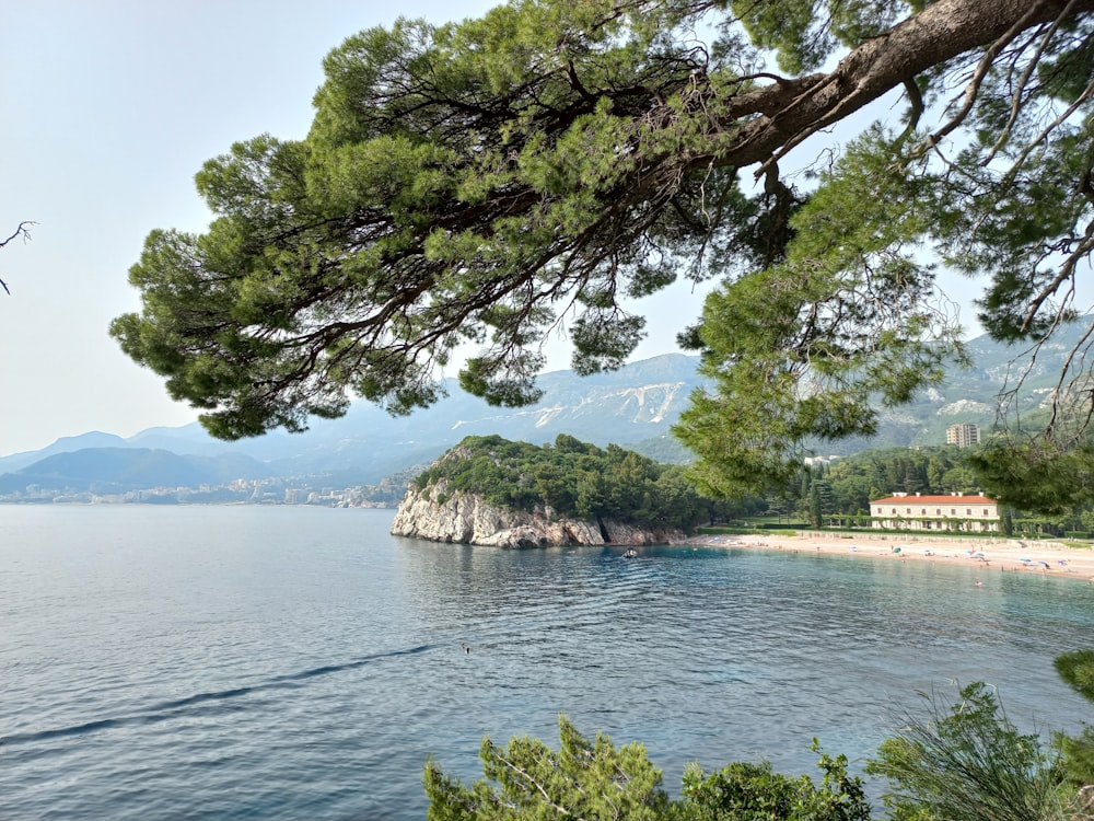 a tree over a body of water