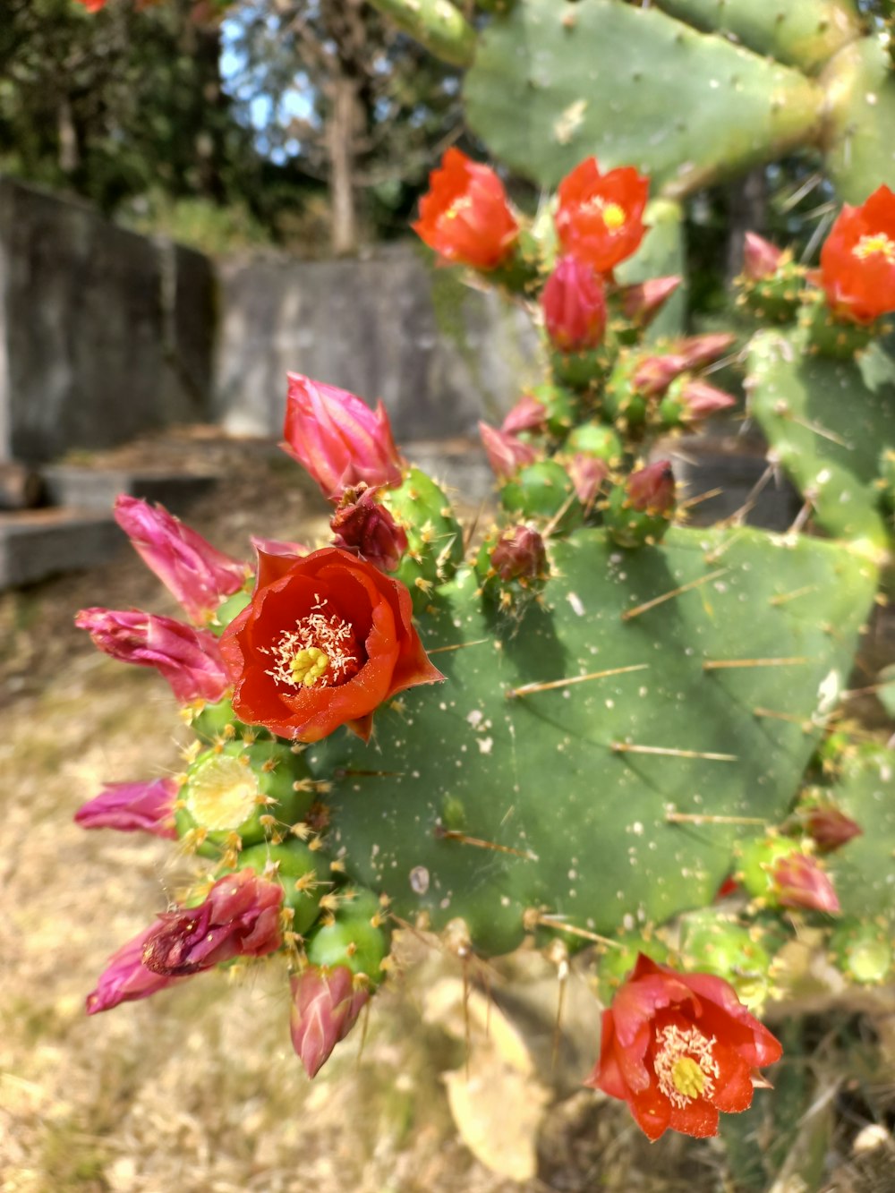 a group of flowers