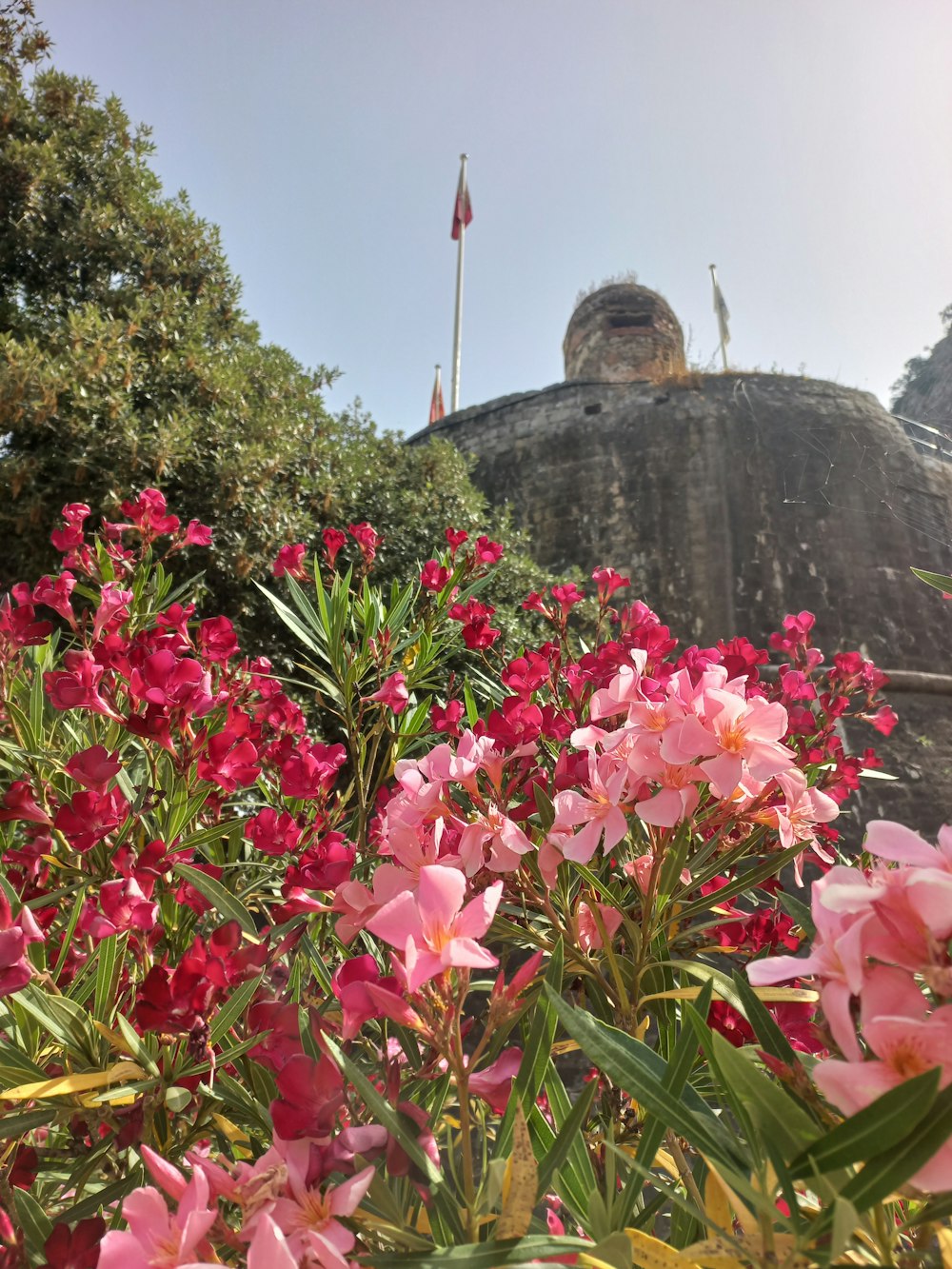 a garden of flowers