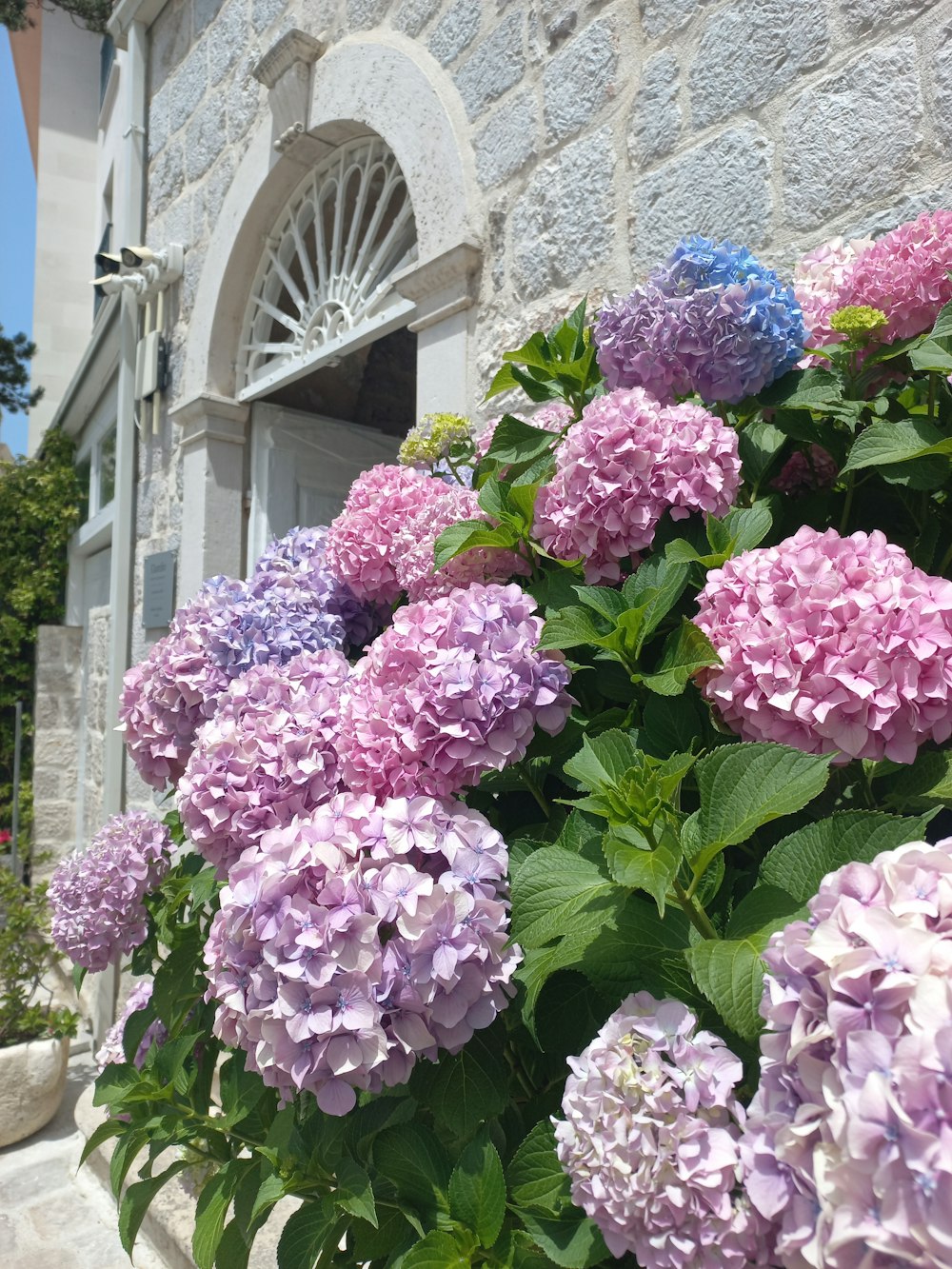 a group of flowers outside of a building