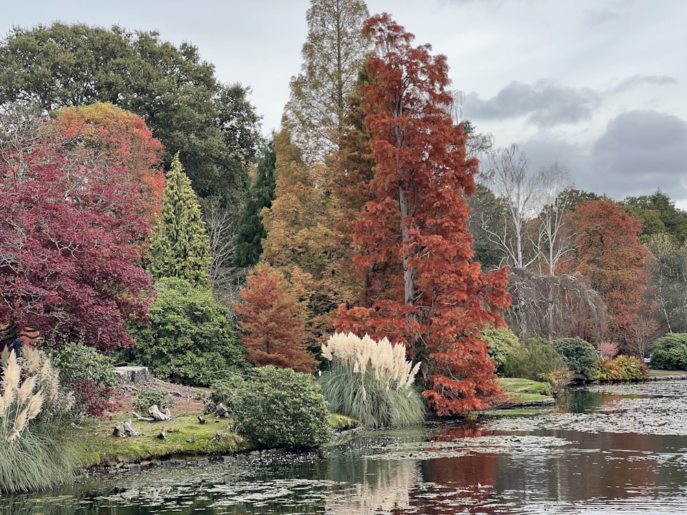 a body of water with trees around it