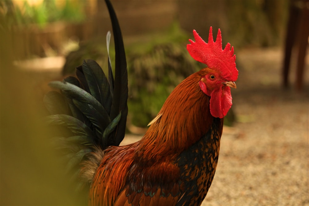 a rooster with a long tail