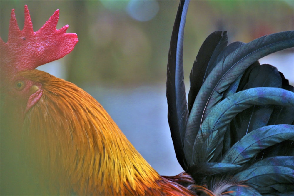 a rooster with a human hand