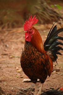A rooster standing on a ground covered with brown pine needles and twigs. Its bright red comb and wattle contrast with its glossy, multicolored feathers of fiery orange and black. The background is slightly blurred, focusing attention on the rooster.