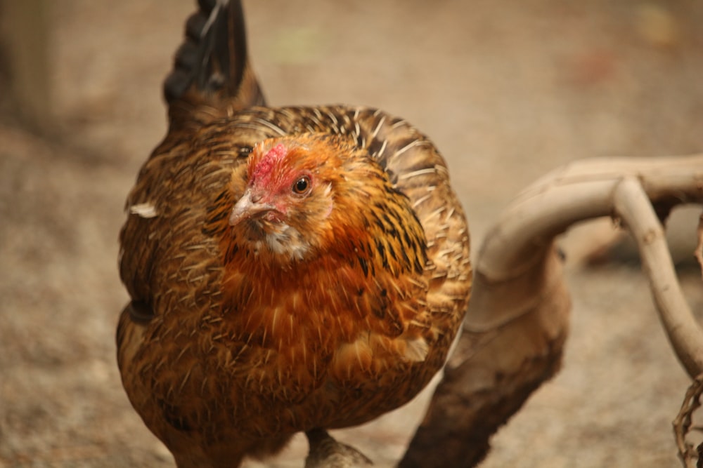 a brown chicken standing on a branch