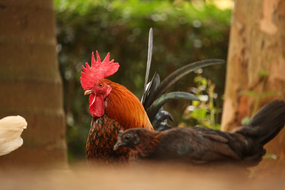 a rooster with a baby chicken