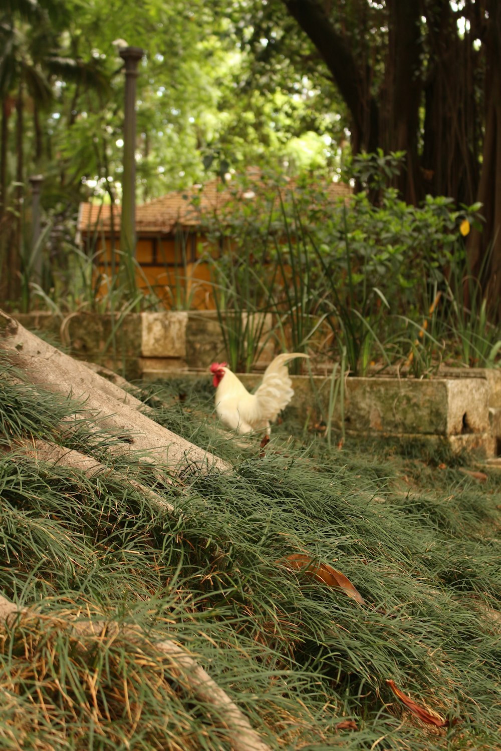 a chicken standing on grass