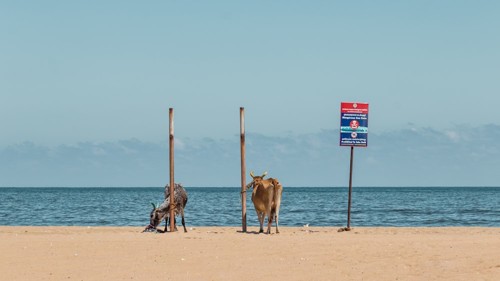 a couple of animals stand on a beach