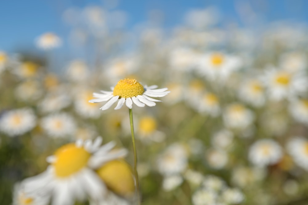 a close up of a flower