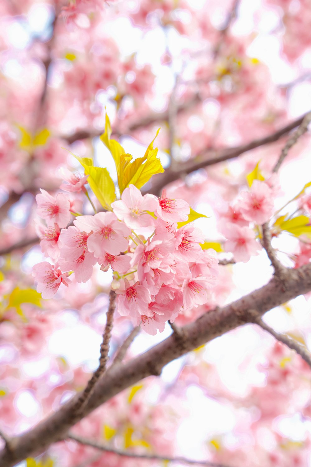 a close up of pink flowers on a tree