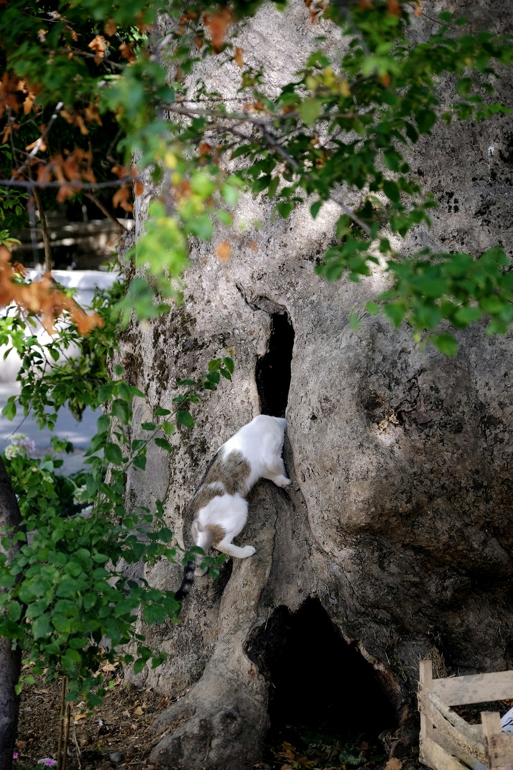 a cat climbing a tree