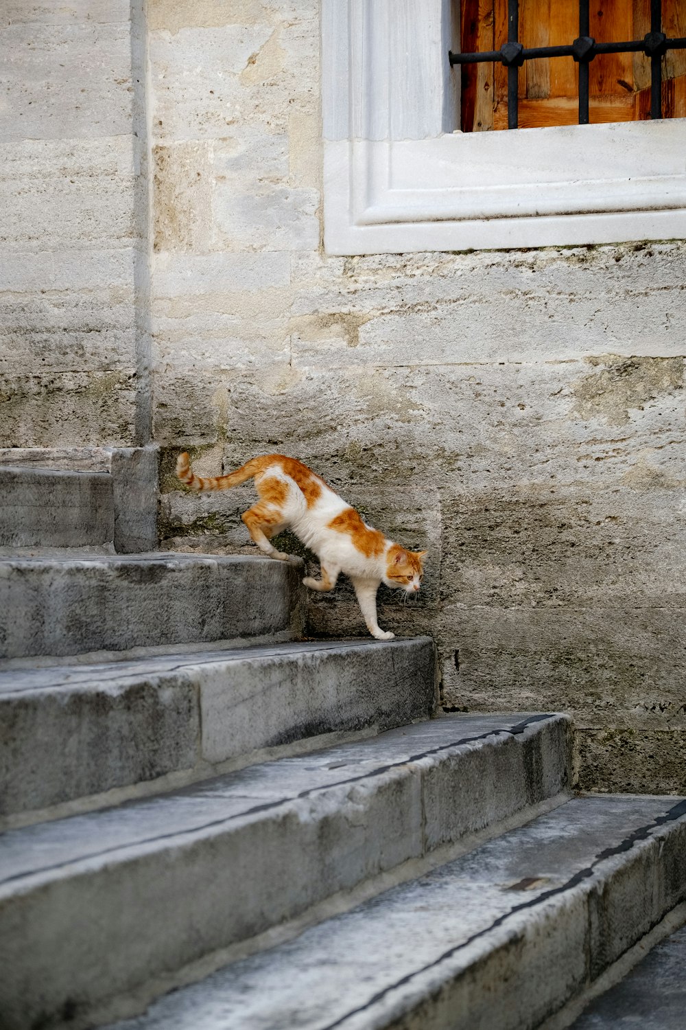 a cat walking on a stone staircase
