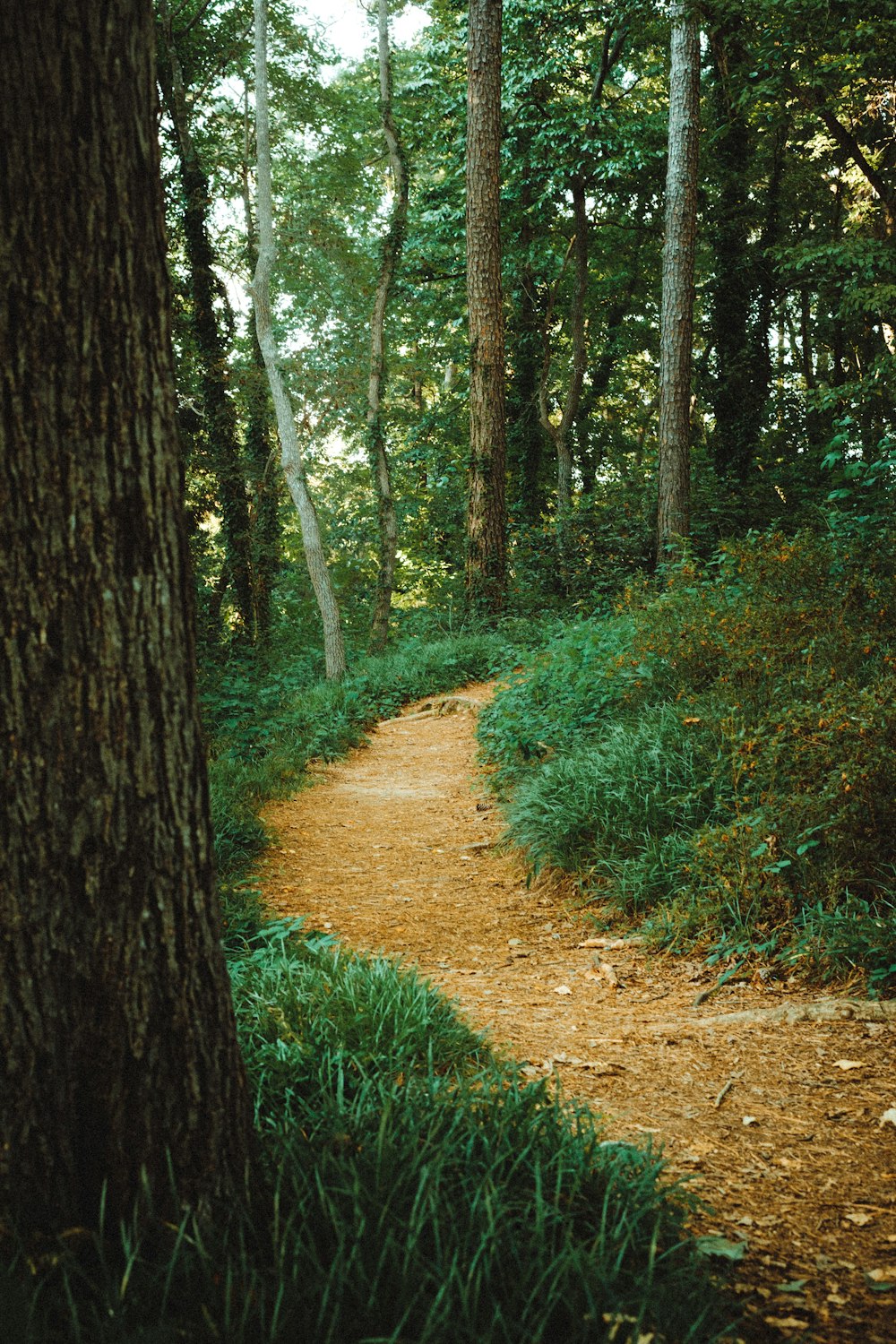 a dirt path through a forest