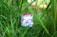 A colorful cloth diaper with a floral pattern is nestled among tall green grass and plants. The diaper features pink trim and buttons with a bright, nature-inspired design.