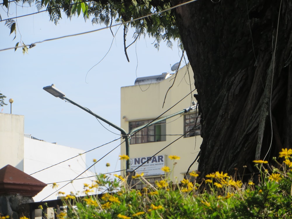 a tree next to a building