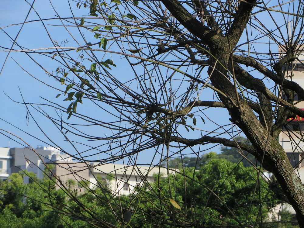 a tree with leaves