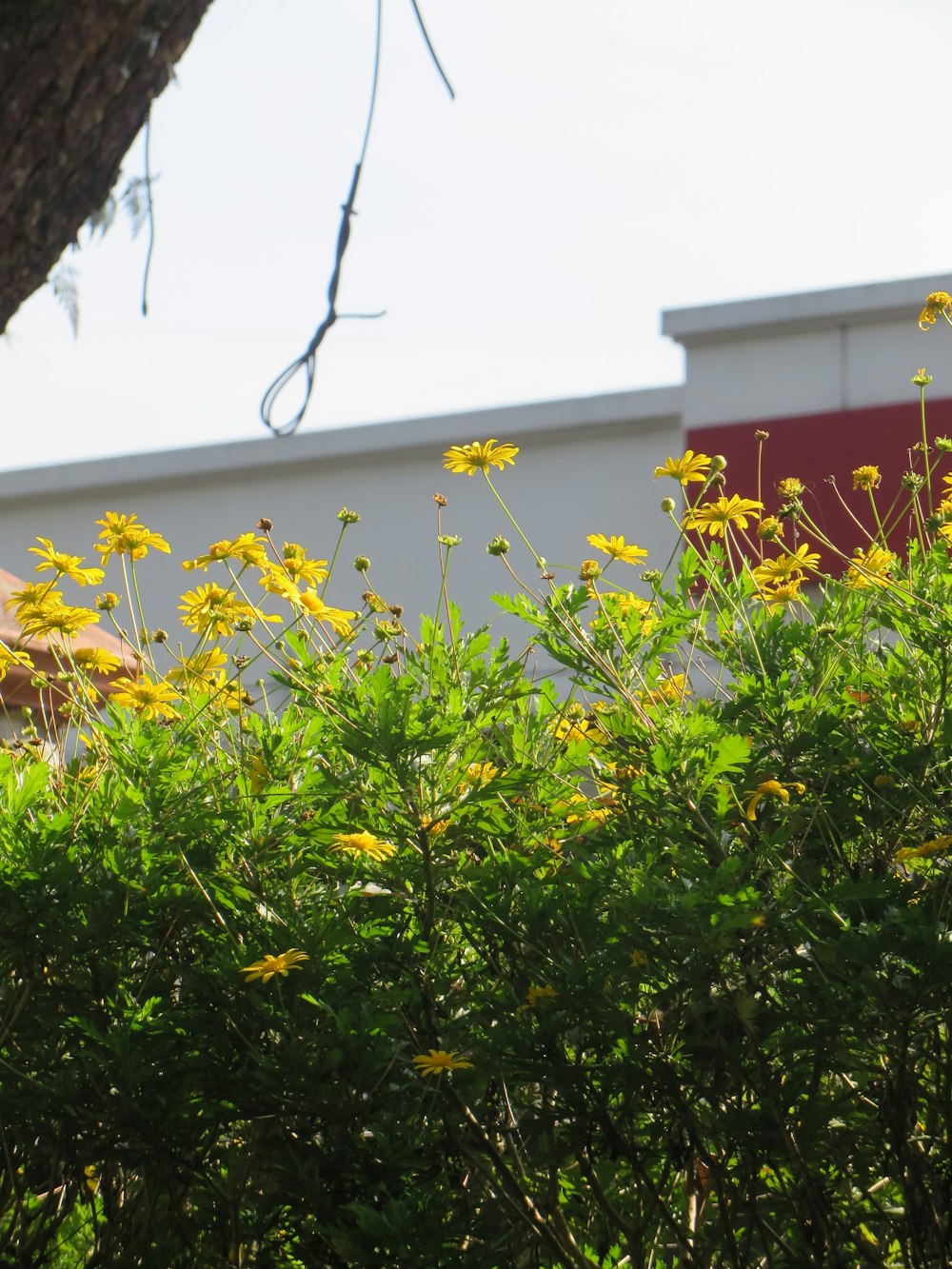 Eine Gruppe von Blumen