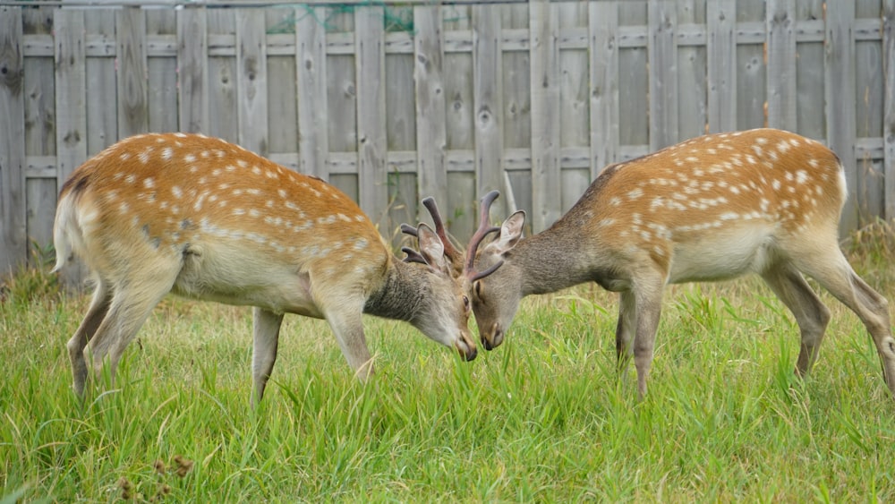 a couple deer in a grassy area