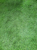 A lush and even surface of green grass, closely trimmed and well-maintained, covers the entire view. The texture is uniform, with blades of grass appearing dense and vibrant.