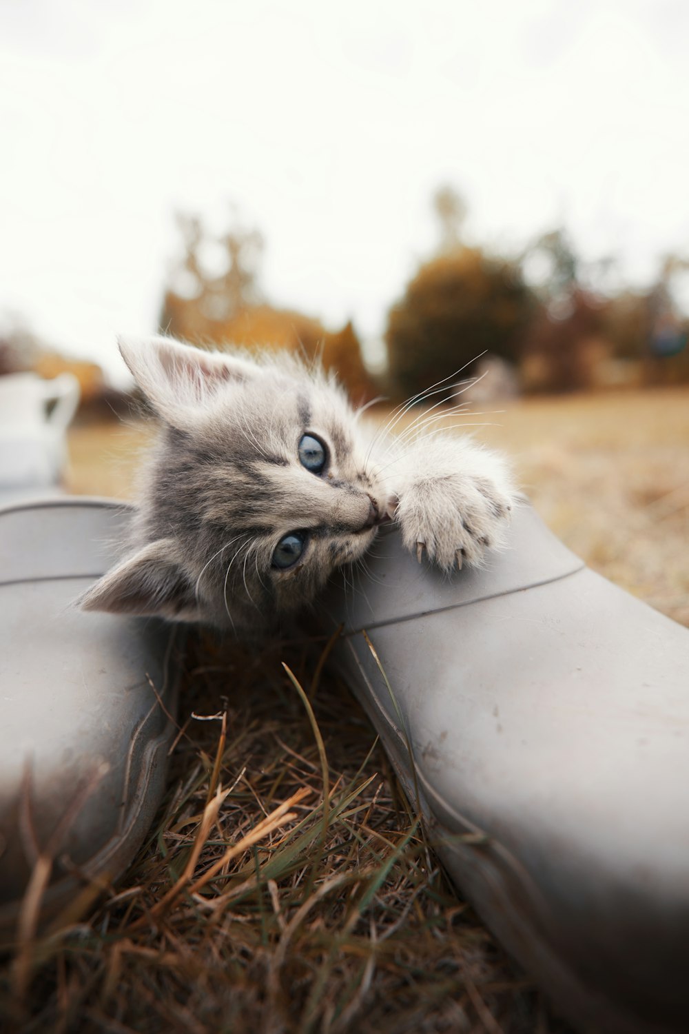 Un gattino in un secchio di metallo