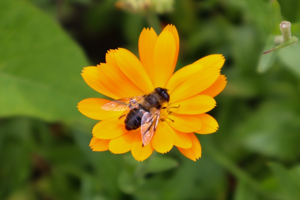 Une abeille sur une fleur jaune