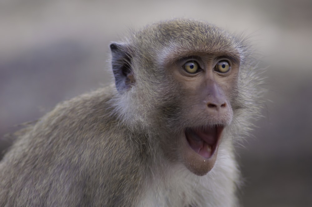a monkey with its mouth open