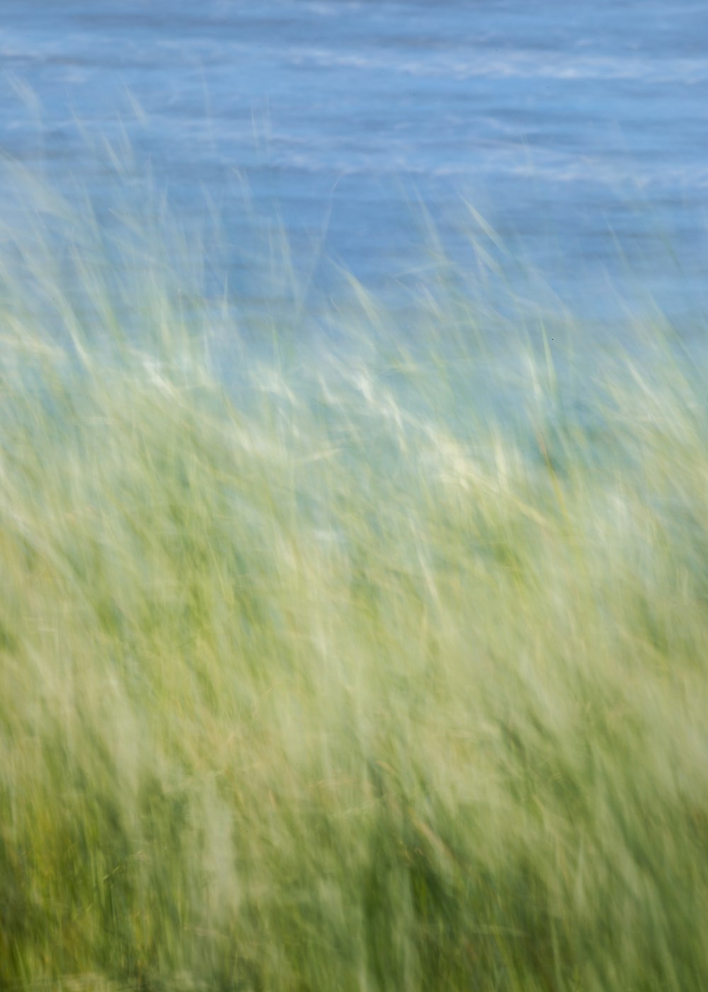 a field of tall grass