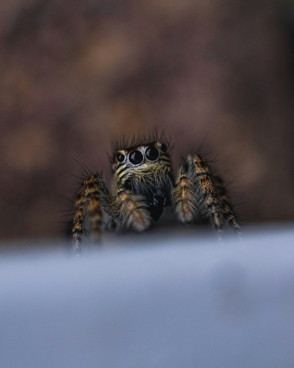 a spider on a web