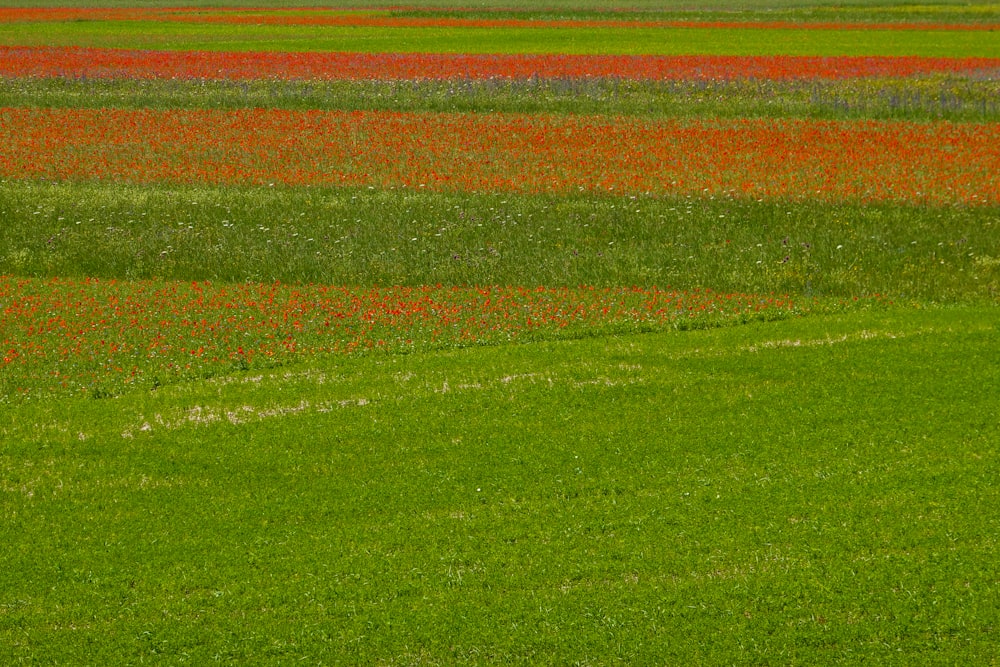 a field of grass