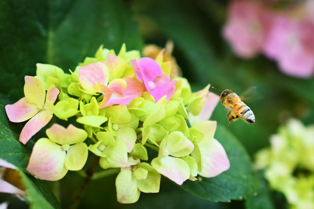 花の上の蜂
