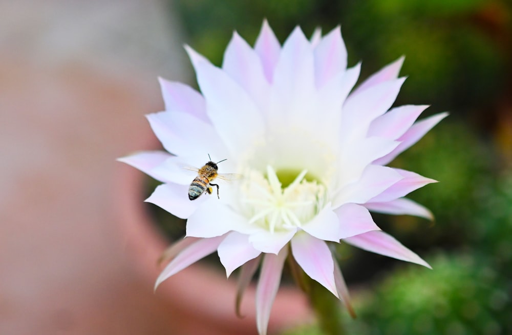 a bee on a flower