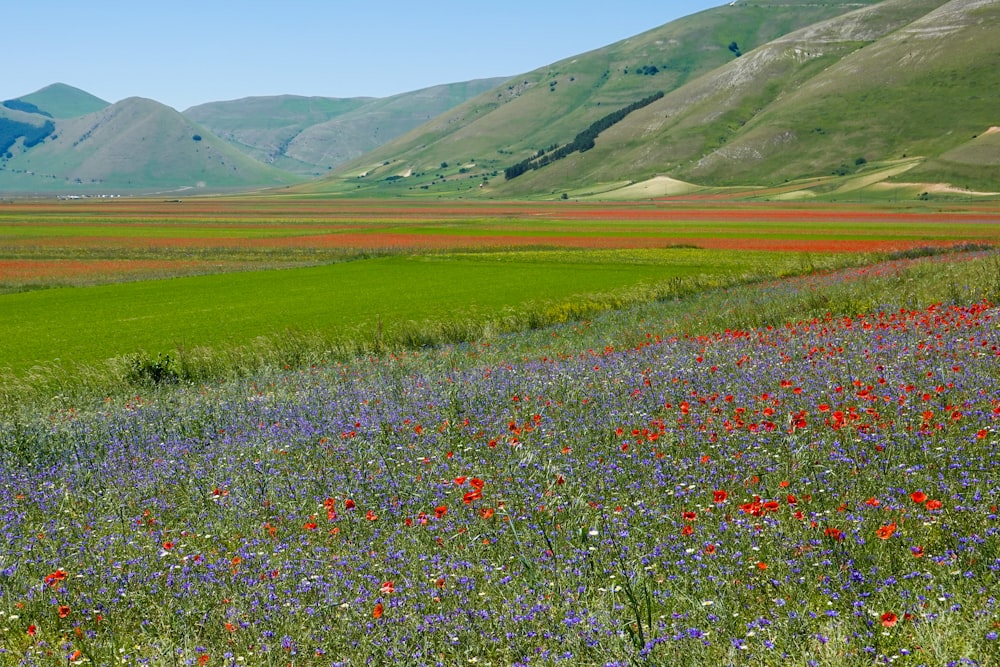 a field of flowers with mountains in the background