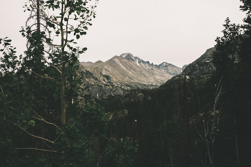 a mountain with trees in front of it